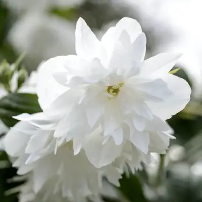 Жасмин МИНЕСОТА СНОУФЛЕЙК в Сморгони