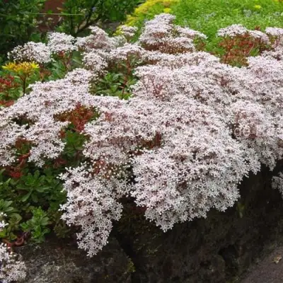 Очиток (седум) МУРАЛЕ белый в Сморгони