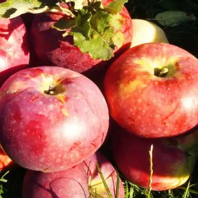 Яблоня АПОРТ в Сморгони