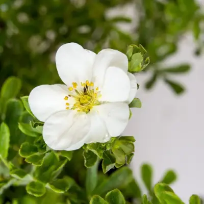 Лапчатка СНОУБЕРД кустарниковая в Сморгони