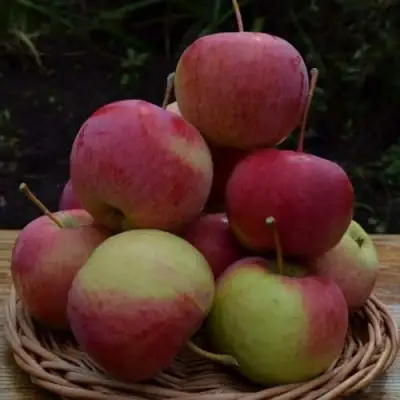 Яблоня РОДНИКОВАЯ в Сморгони