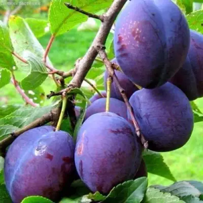 Слива ВЕНГЕРКА БЕЛОРУССКАЯ в Сморгони