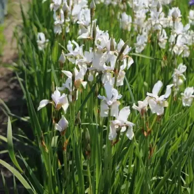 Ирис АЛЬБА сибирский в Сморгони