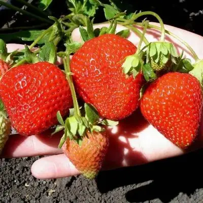 Клубника САН АНДРЕАС ремонтантная в Сморгони