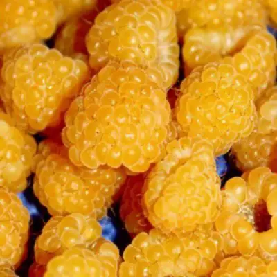 Малина БЕГЛЯНКА в Сморгони