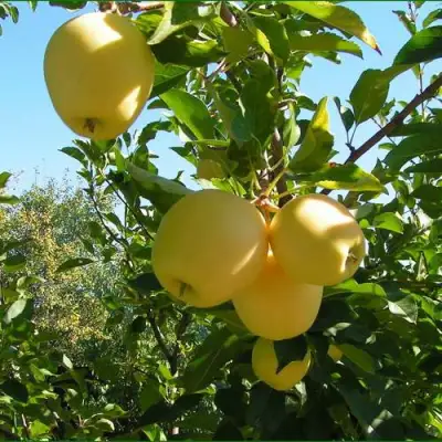 Яблоня ГОЛДЕН МИЛЛЕНИУМ в Сморгони