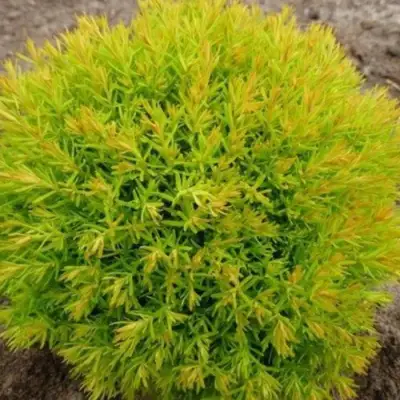 Туя АННИЕК западная в Сморгони