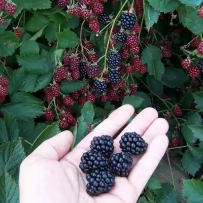 Ежевика ОРКАН бесшипная  в Сморгони