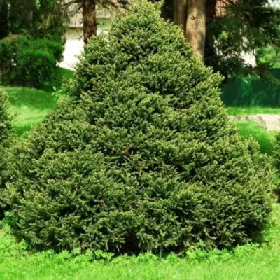 Ель ОЛЕНДОРФИ обыкновенная в Сморгони