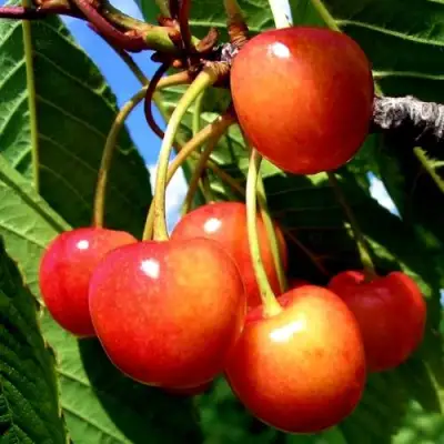 Черешня ФАТЕЖ в Сморгони