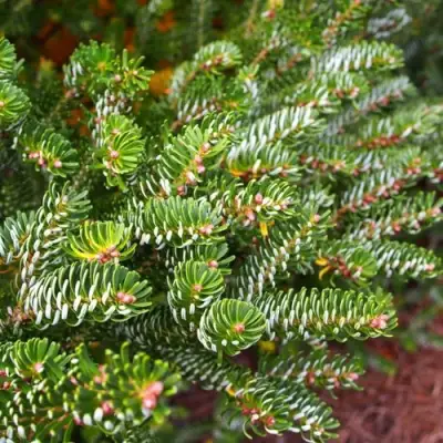 Пихта белая в Сморгони