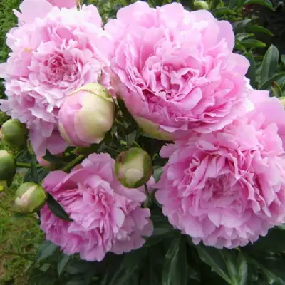 Пион ДИННЕР ПЛЕЙТ травянистый в Сморгони