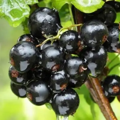 Смородина черная БЫЛИННАЯ (ВЕРНОСТЬ) в Сморгони