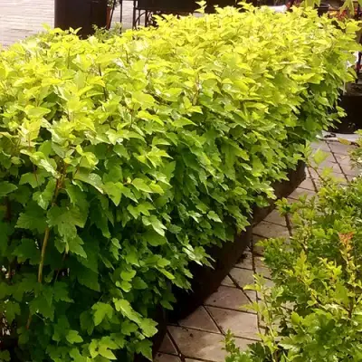 Комплект АНГЕЛ ГОЛД в Сморгони