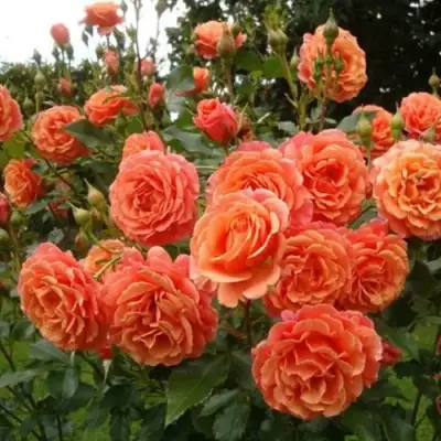 Роза БЕЛЬВЕДЕР шраб в Сморгони