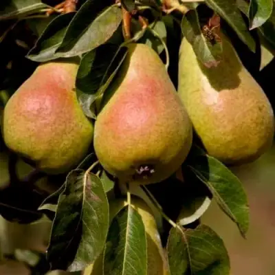 Груша РУССКАЯ КРАСАВИЦА (КРАСАВИЦА ЧЕРНЕНКО) в Сморгони