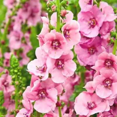 Коровяк ПИНК ДОМИНО гибридный (вербаскум) в Сморгони