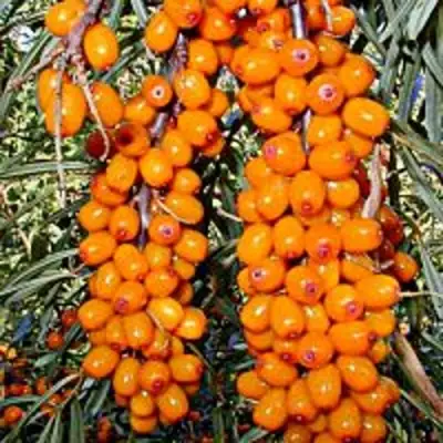 Облепиха СУДАРУШКА в Сморгони