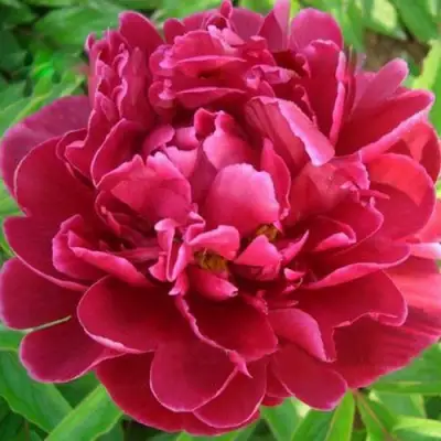 Пион КИТАЙСКИЙ ШЕЛК травянистый в Сморгони