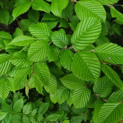 Граб  в Сморгони