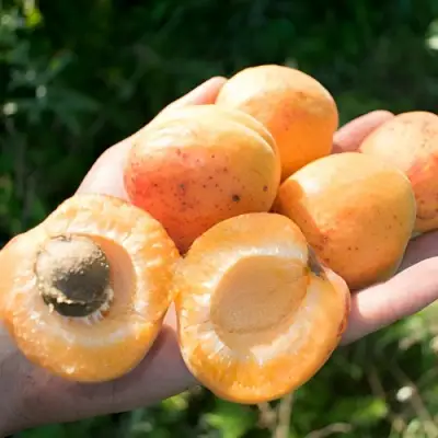 Абрикос ХАРГРАНД в Сморгони