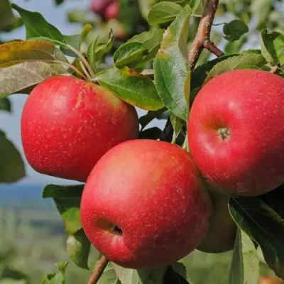Яблоня ГАЛА МАСТ в Сморгони