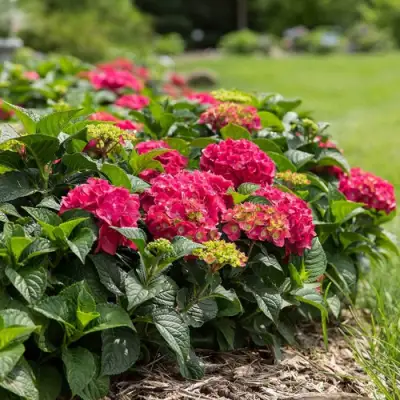 Гортензия ЭНДЛЕСС САММЕР ЛАВ крупнолистная в Сморгони