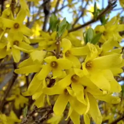 Форзиция ФОРЧУНА в Сморгони