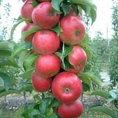 Яблоня АНТЕЙ КИЕВСКИЙ колонновидная в Сморгони