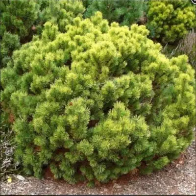 Ель ДАНС ДВАРФ обыкновення в Сморгони