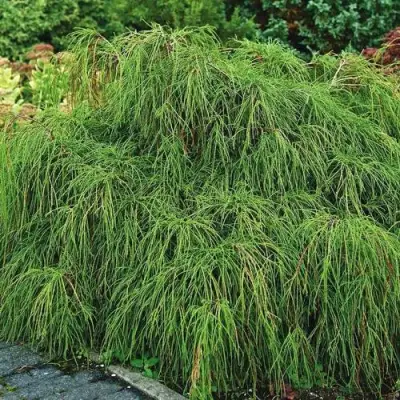 Кипарисовик ФИЛИФЕРА НАНА горохоплодный  в Сморгони