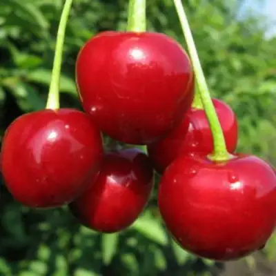 Дюк ПРЕВОСХОДНАЯ ВЕНЬЯМИНОВА в Сморгони