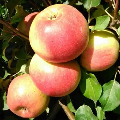 Яблоня ЭМБАССИ в Сморгони