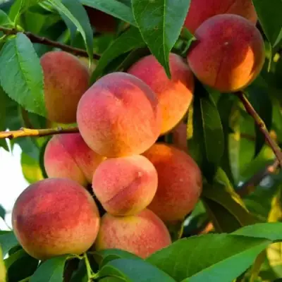 Персик ЗОЛОТОЙ ЮБИЛЕЙ в Сморгони