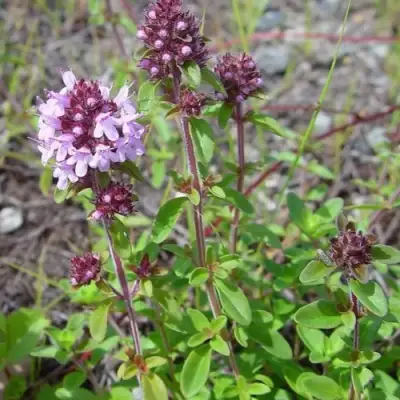 Тимьян яйцевидный в Сморгони