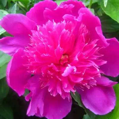 Пион РОЗОВЫЙ БУДДА травянистый в Сморгони