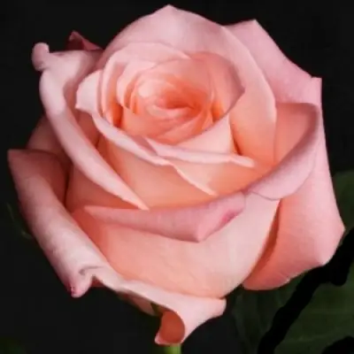 Роза АНГАЖЕМЕНТ чайно-гибридная в Сморгони