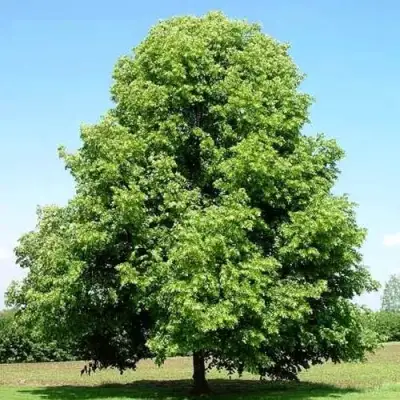 Липа мелколистная в Сморгони