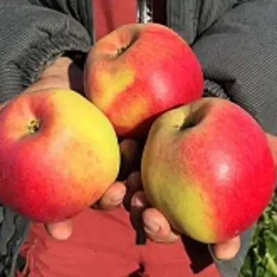 Яблоня СОКОЛОВСКОЕ стелющаяся в Сморгони