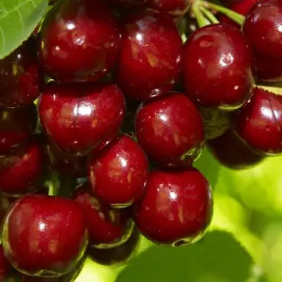 Черешня ВАЛЕРИЙ ЧКАЛОВ в Сморгони