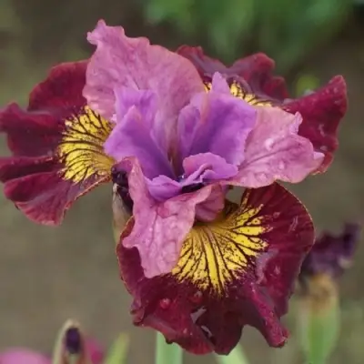 Ирис МИСС ЭППЛ сибирский в Сморгони