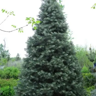 Пихта белая в Сморгони