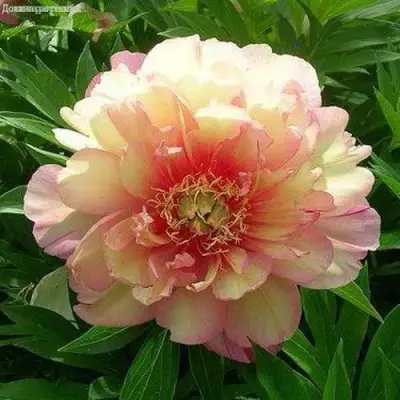 Пион ДЖУЛИЯ РОУЗ ито-гибрид в Сморгони