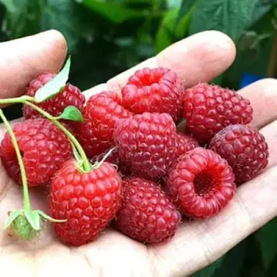 Малина ХИМБО-ТОП в Сморгони