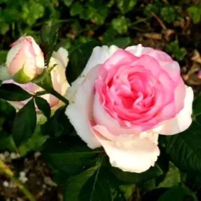 Роза ДОЛЬЧЕ ВИТА чайно-гибридная в Сморгони