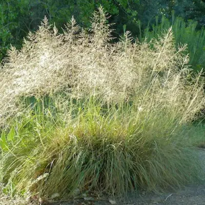 Каплесеменник воздушный в Сморгони