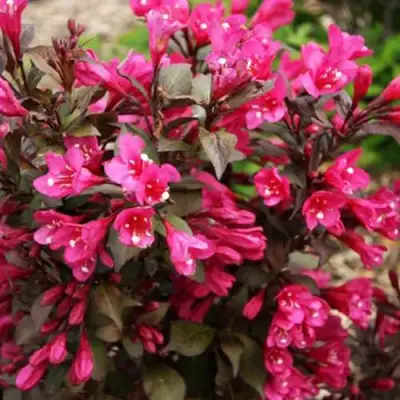 Вейгела БЛЭК РУБИ в Сморгони