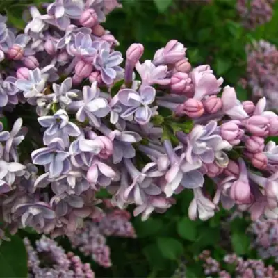 Сирень КОНДОРСЕ в Сморгони