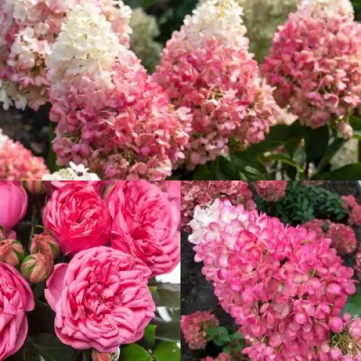 Комплект МАЛИНОВЫЙ ДЕСЕРТ в Сморгони