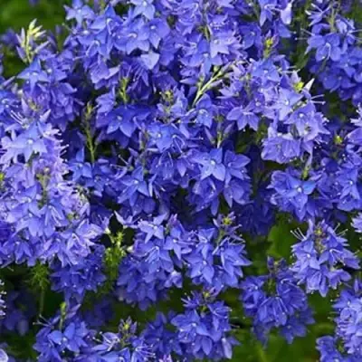 Вероника РОЯЛ БЛЮ большая в Сморгони